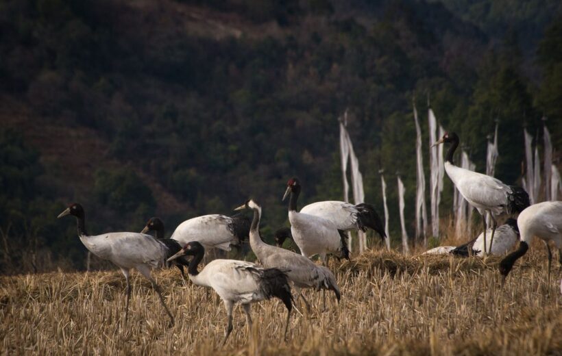 9 Nights & 10 Days Bhutan Tour (Fly In Fly Out)